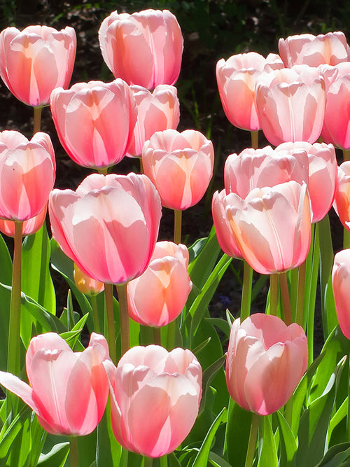 Tulpenzwiebeln Pink Impression Lachsrosa