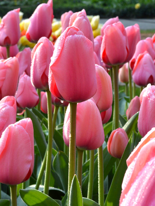 Tulpenzwiebeln Pink Impression Lachsrosa