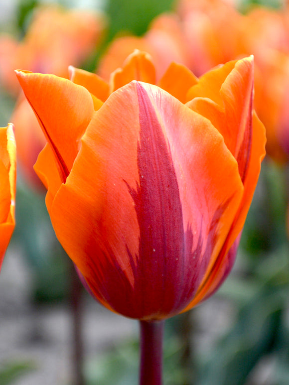 Buy triumph tulip bulbs Tulipa 'Prinses Irene'