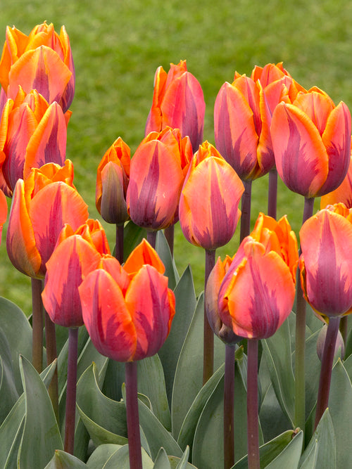 Princess Irene Triumph Tulip kaufen