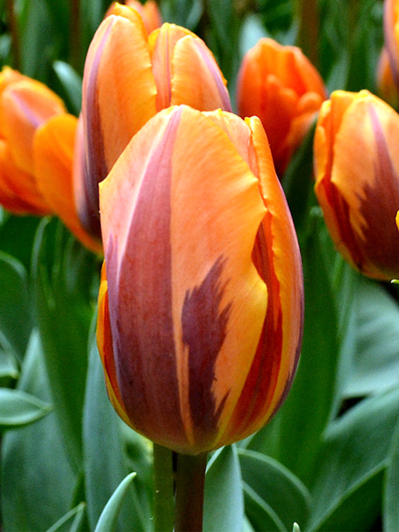 Tulipa 'Prinses Irene' (Triumph Tulip) Tulpenzwiebeln
