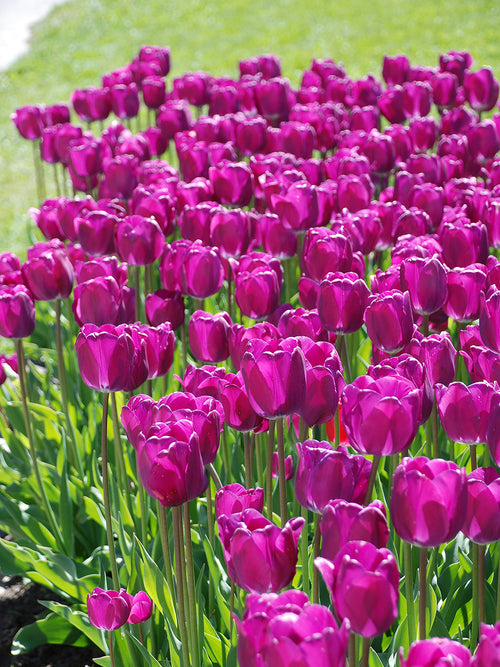 Tulpen bestellen aus Holland Purple Prince