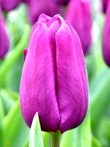 Tulpe Purple Prince