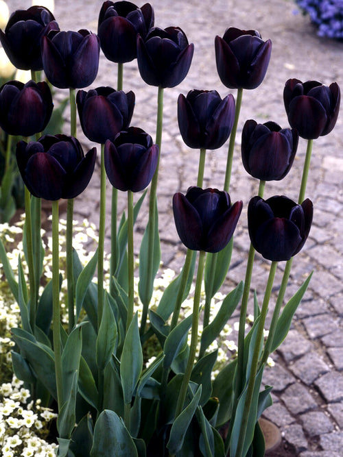 Schwarze Tulpe kaufen