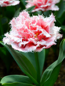 Tulpe Queensland