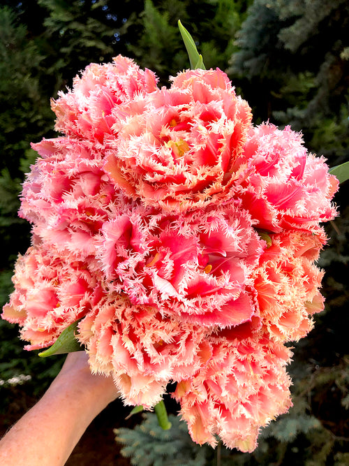 Gefranste Tulpen bestellen aus Holland Blumenzwiebeln