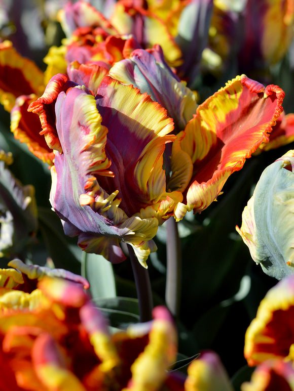 Tulpenzwiebeln Rainbow Parrot - neue Papageien-
