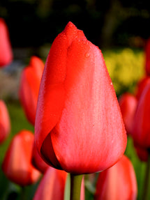Tulpe Red Impression