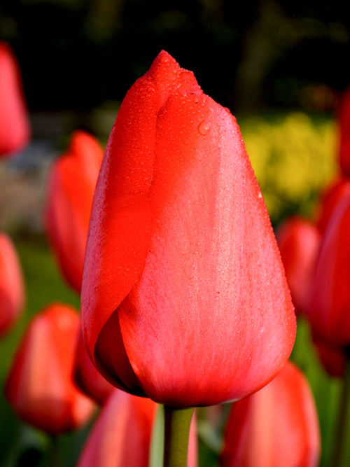 Darwin-Hybrid-Tulpe Red Impression schnell und günstig bestellen