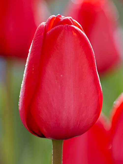 Blumenzwiebel Darwin-Hybrid Tulpe 'Red Impression