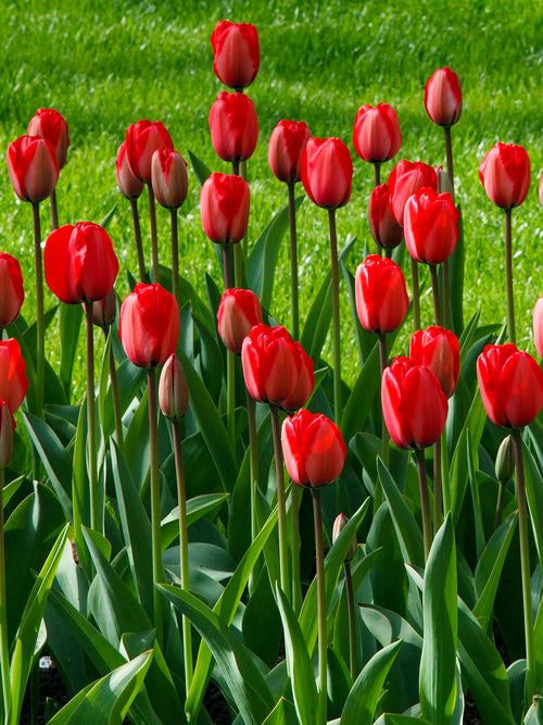 Tulpenzwiebeln Red Impression - sehr große Tulpe