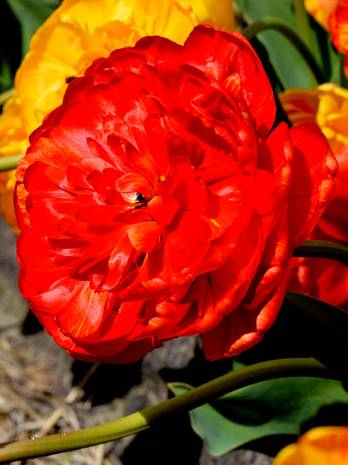 Gefüllte späte Tulpe 'Red Pomponette' kaufen