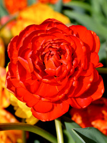 Tulpe Red Pomponette