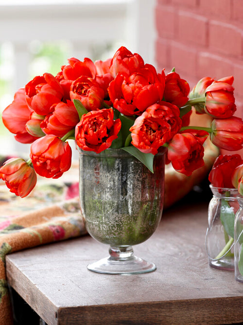 Tulpen Red Pomponette Bestellen