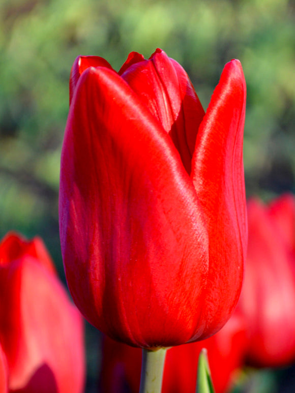 Tulpenzwiebeln 'Red Power' kaufen