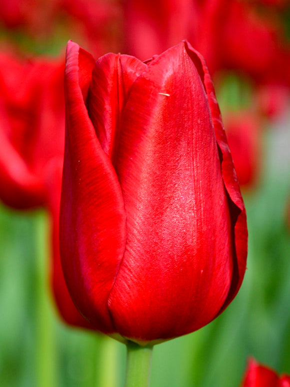 Tulpenzwiebeln bestellen Red Power