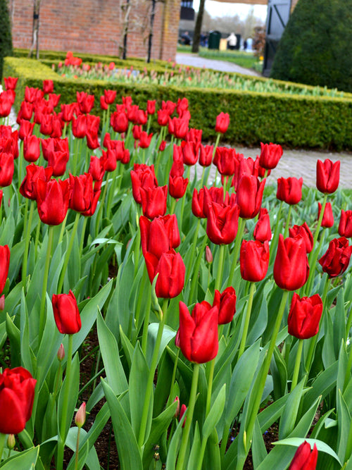 Blumenzwiebeln Red Power kaufen