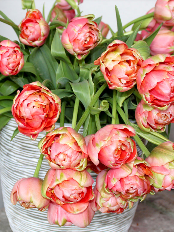 Französische Tulpen gefüllt „Renown Unique“ rosa bestellen