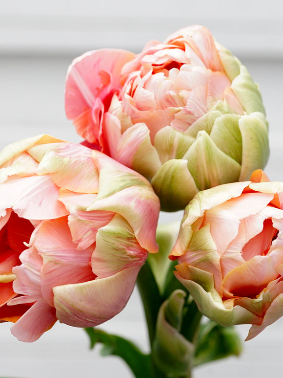 Tulpe (Tulipa) 'Renown Unique' Blumenzwiebeln