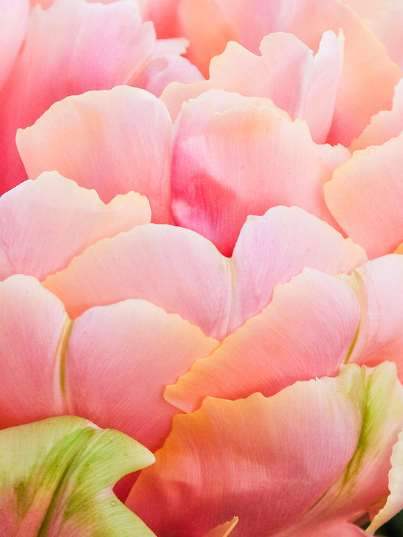 Tulpe (Tulipa) 'Renown Unique' Blumenzwiebeln