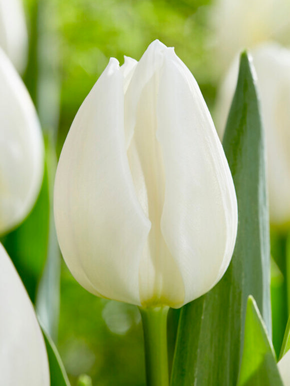 Tulpen Royal Virgin bestellen aus Holland