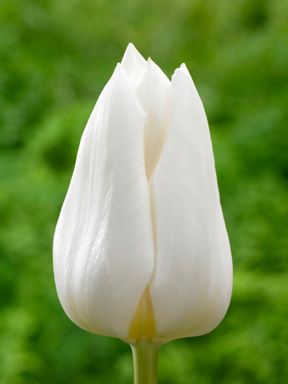 Tulpe Royal Virgin Blumenzwiebeln Bestellen