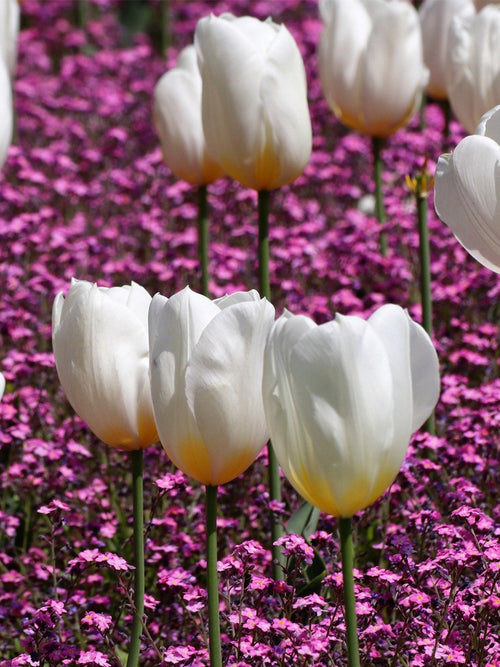 Tulpe Royal Virgin Blumenzwiebeln aus Holland