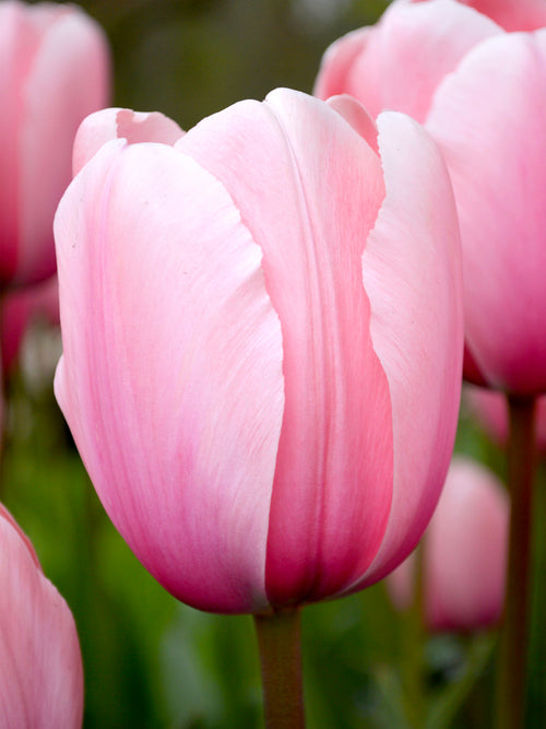 Tulpe Salmon Impression kaufen | Tulpenzwiebeln