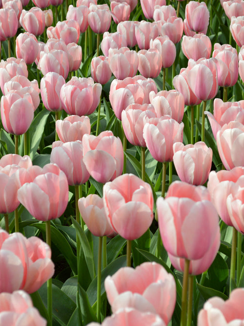 Tulpe Salmon Impression kaufen