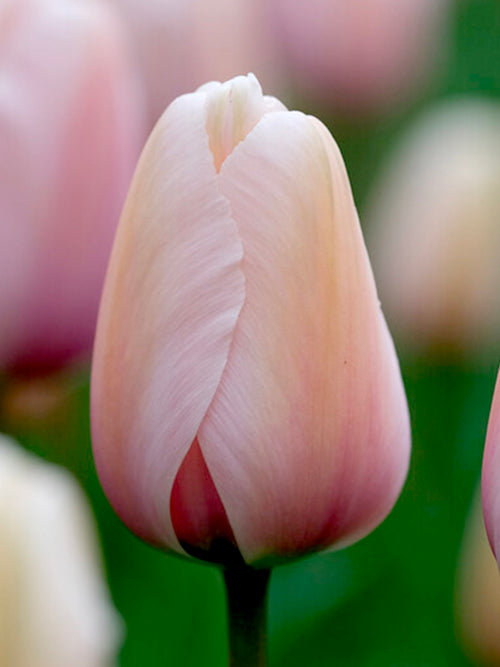Tulpe Salmon Impression kaufen | Tulpenzwiebeln bestellen