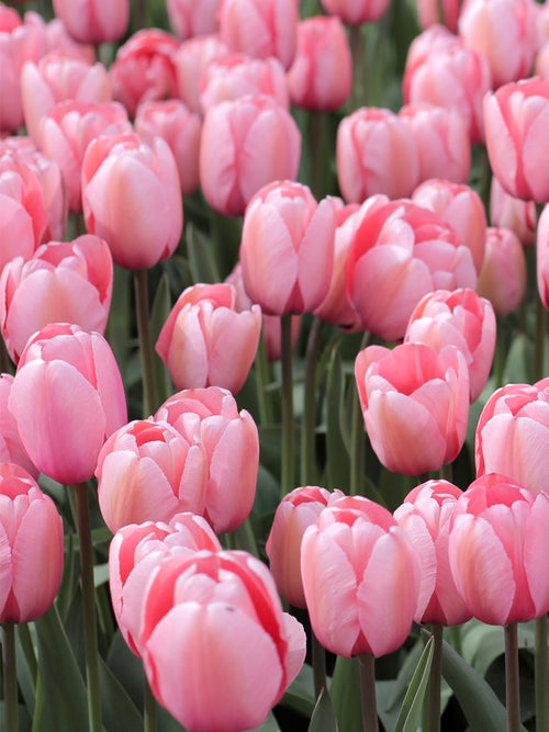 Tulpe Salmon Impression kaufen | Tulpenzwiebeln bestellen