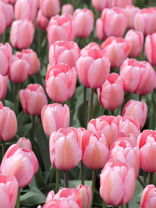 Tulpe Salmon Impression kaufen | Tulpenzwiebeln bestellen