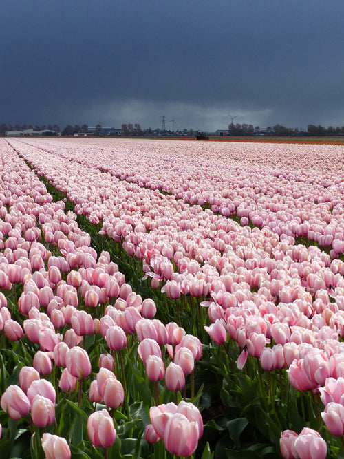 Tulpenzwiebeln Salmon Impression kaufen | Tulpenzwiebeln
