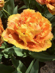 Tulpe Sensual Touch