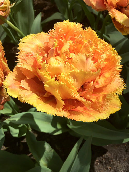 Tulpe 'Sensual Touch' kaufen | Tulpenzwiebeln