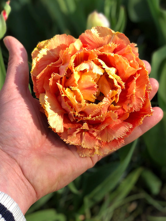 Tulpe 'Sensual Touch' kaufen | Tulpenzwiebeln