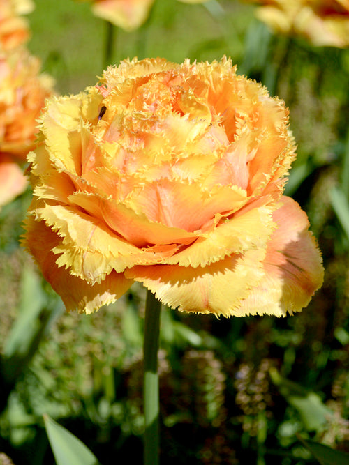 Tulpe 'Sensual Touch' bestellen | Tulpenzwiebeln
