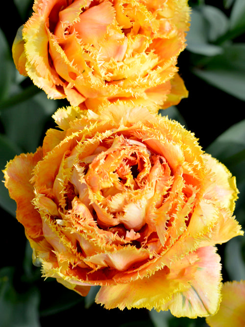 Tulpen 'Sensual Touch' kaufen | Tulpenzwiebeln
