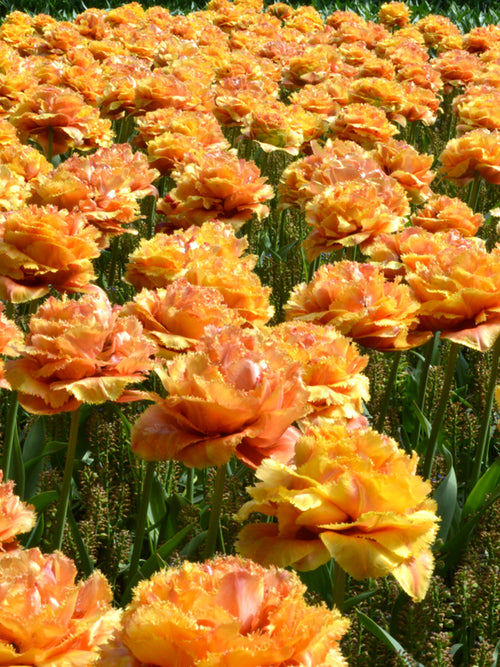 Sensual Touch Tulpenzwiebeln aus Holland kaufen