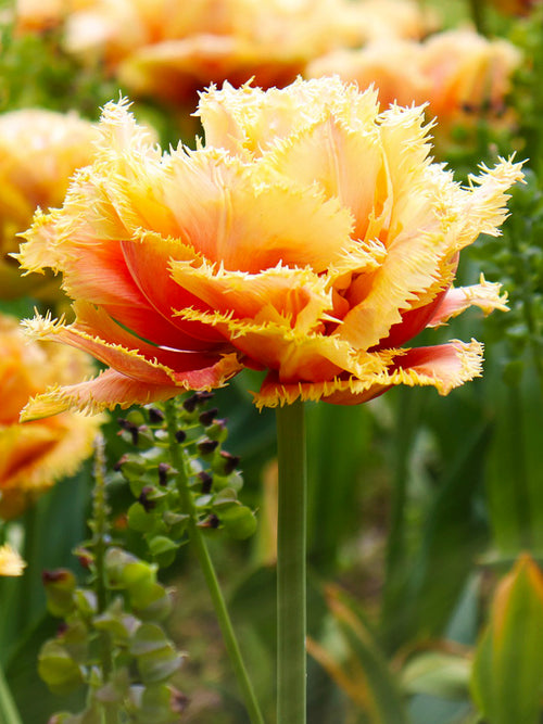 Tulpen Blumenzwiebeln Sensual Touch bestellen