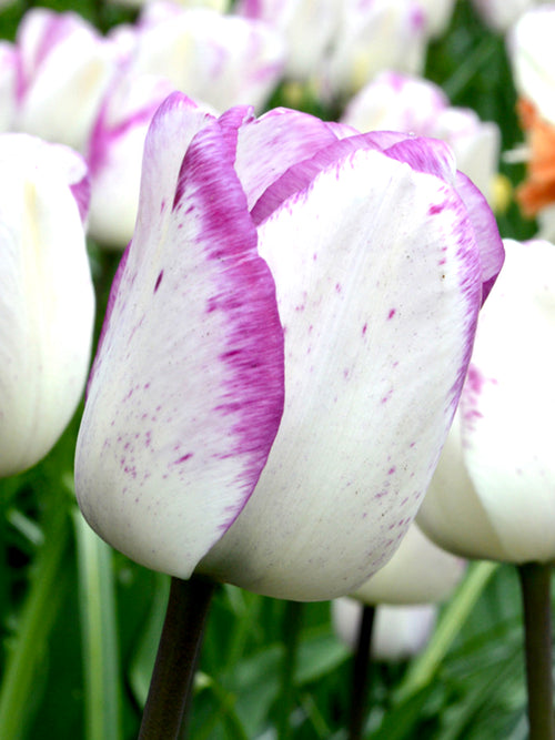 Tulpe Shirley kaufen | Tulpenzwiebeln aus Holland