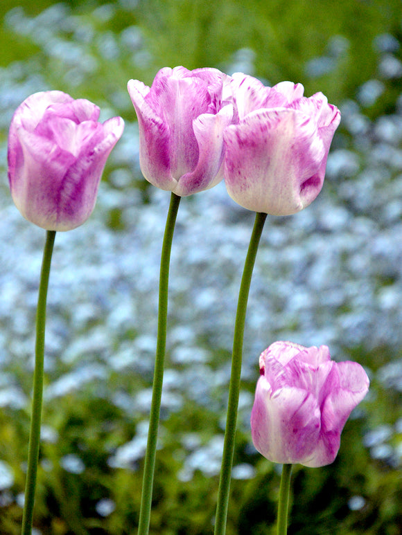 Tulpenzwiebeln aus Holland kaufen Tulpe Shirley