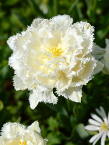 Tulpe Snow Crystal