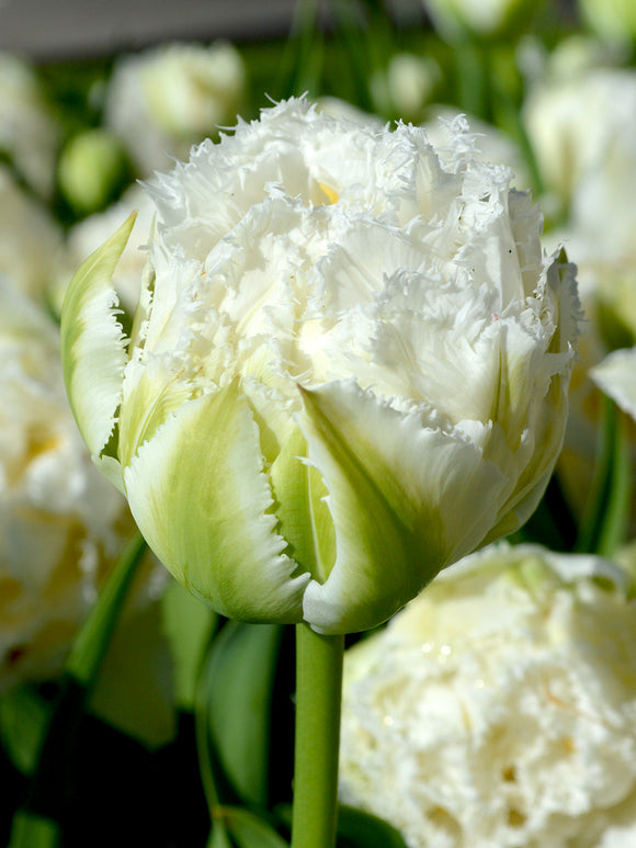 Gefranste Tulpen 'Snow Crystal' kaufen