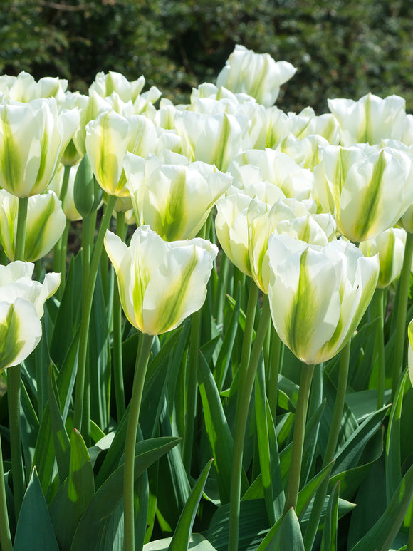 Tulpe 'Spring Green' - Tulipa 'Spring Green'