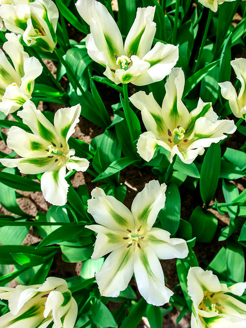 Viridiflora Tulpen 'Spring Green' - Tulipa viridiflora