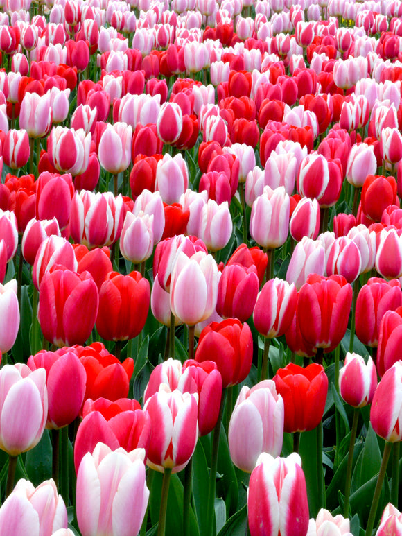 rote, weiße und rosa Tulpen - Darwin-Tulpen