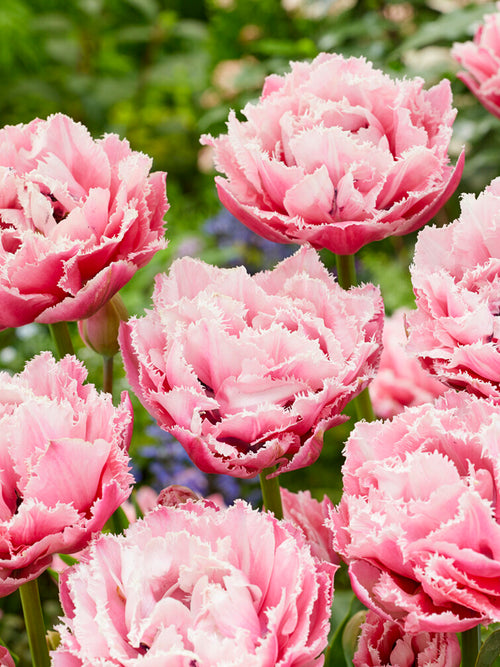 Gefranste Tulpen 'Sugar Crystal' zwiebeln Babyrosa Gefüllt kaufen
