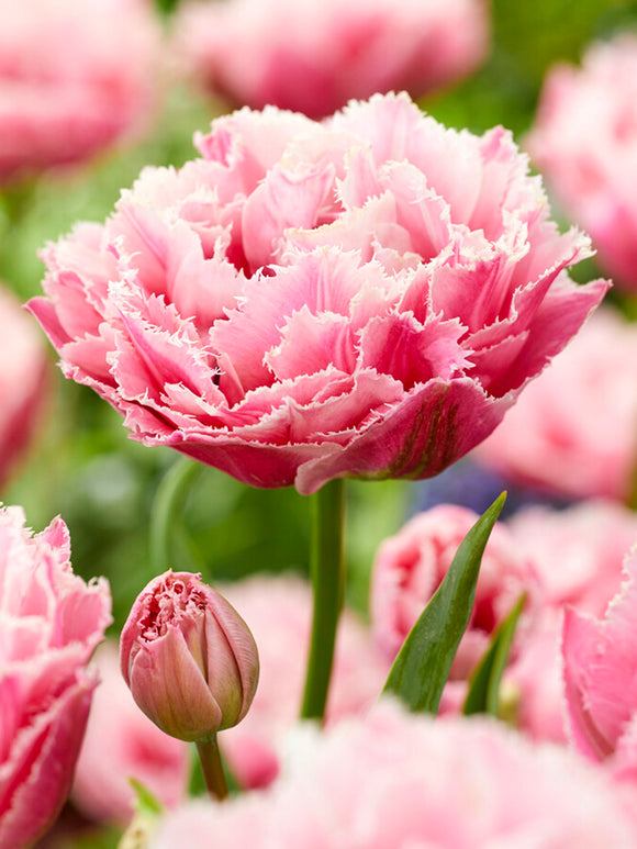 Gefranste Tulpen 'Sugar Crystal' zwiebeln Babyrosa Gefüllt kaufen