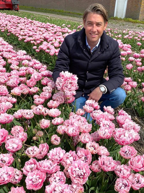 Gefranste Tulpen 'Sugar Crystal' zwiebeln Babyrosa Gefüllt kaufen